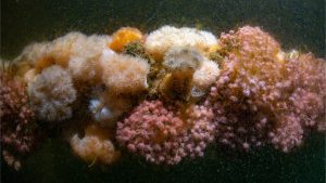 overgrown reef blocks in north sea