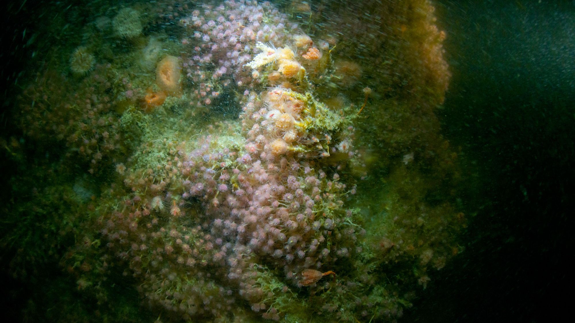 image of underwater nature growing on reef cubes