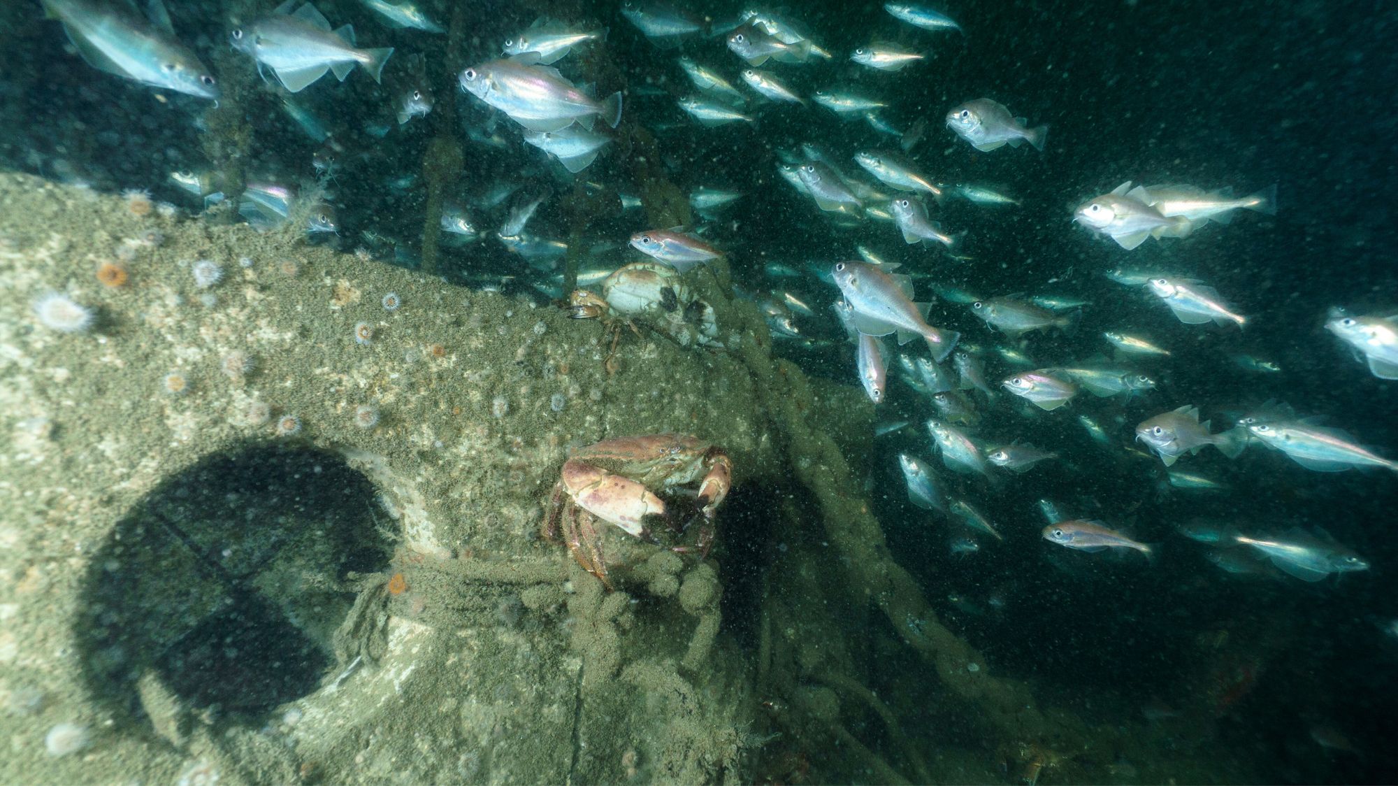 images of species spotted on a monitoring mission at the Offshore Test Site