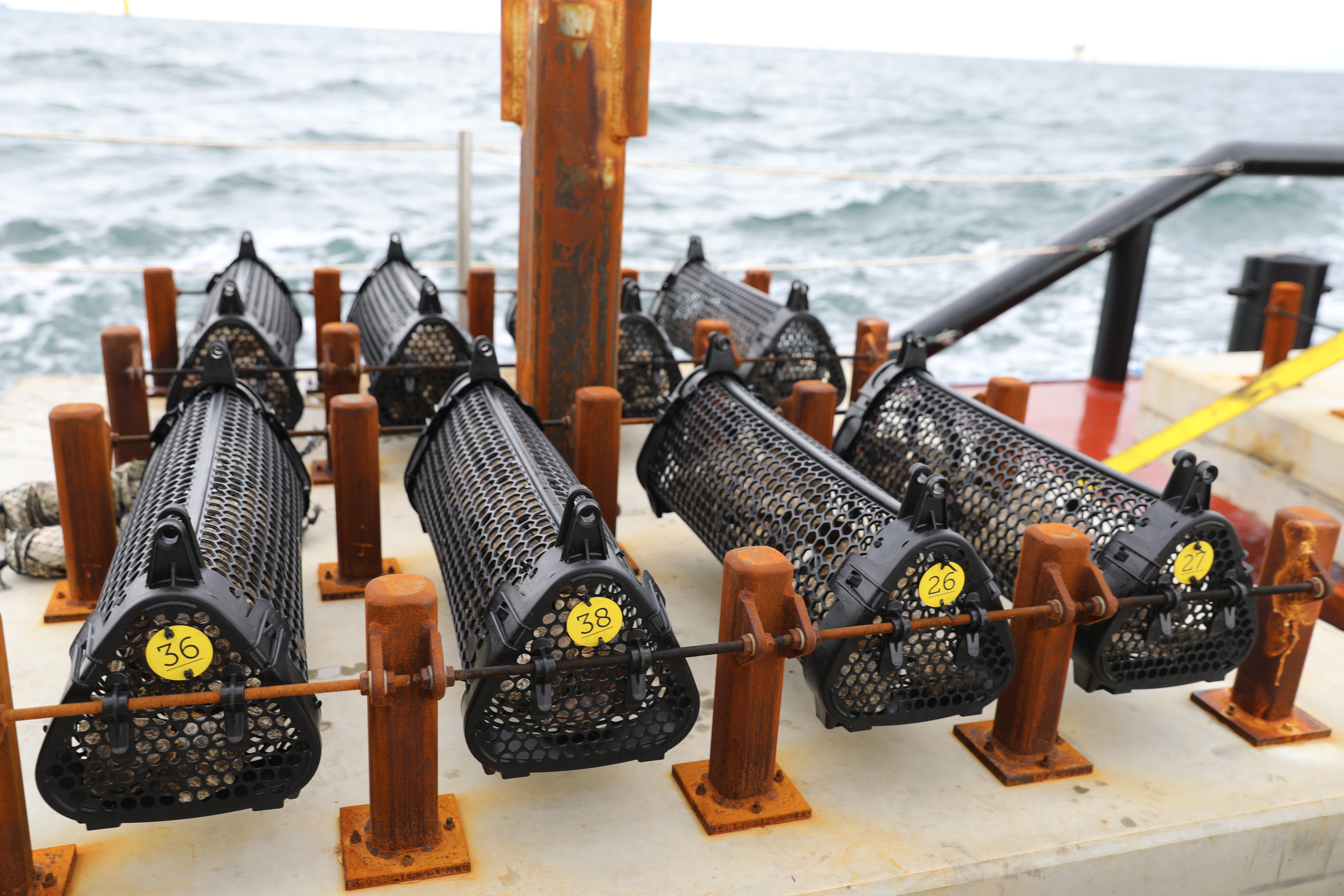 Oysters placed at base of wind turbines