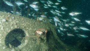 Reef cube underwater with pouting swimming around and North Sea crab sitting on it.