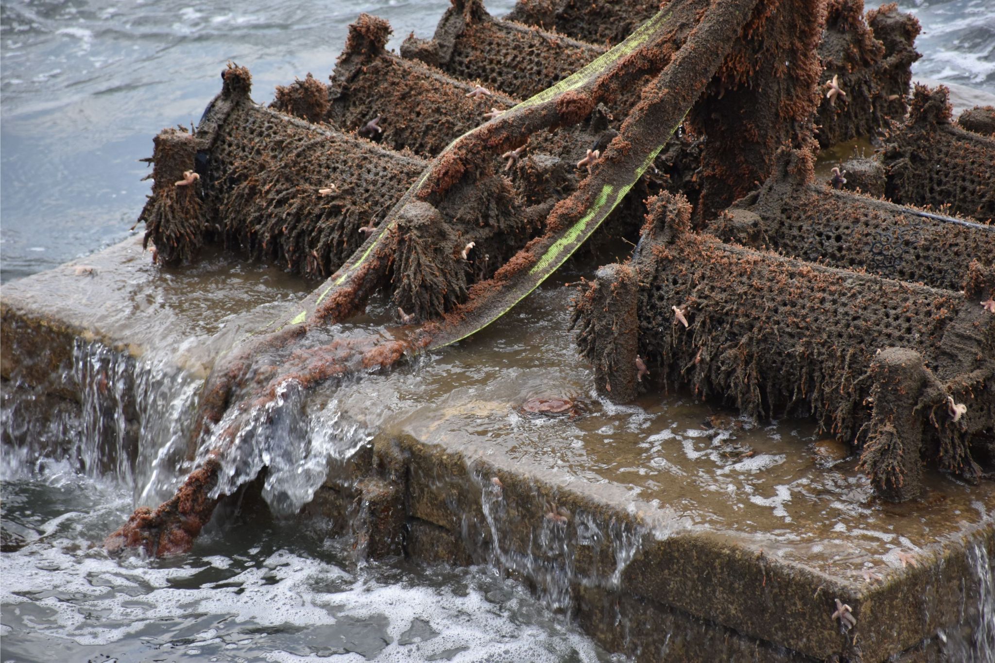 Marine Life spotted in wind farm Blauwwind