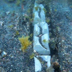 ECOncrete structure in sea