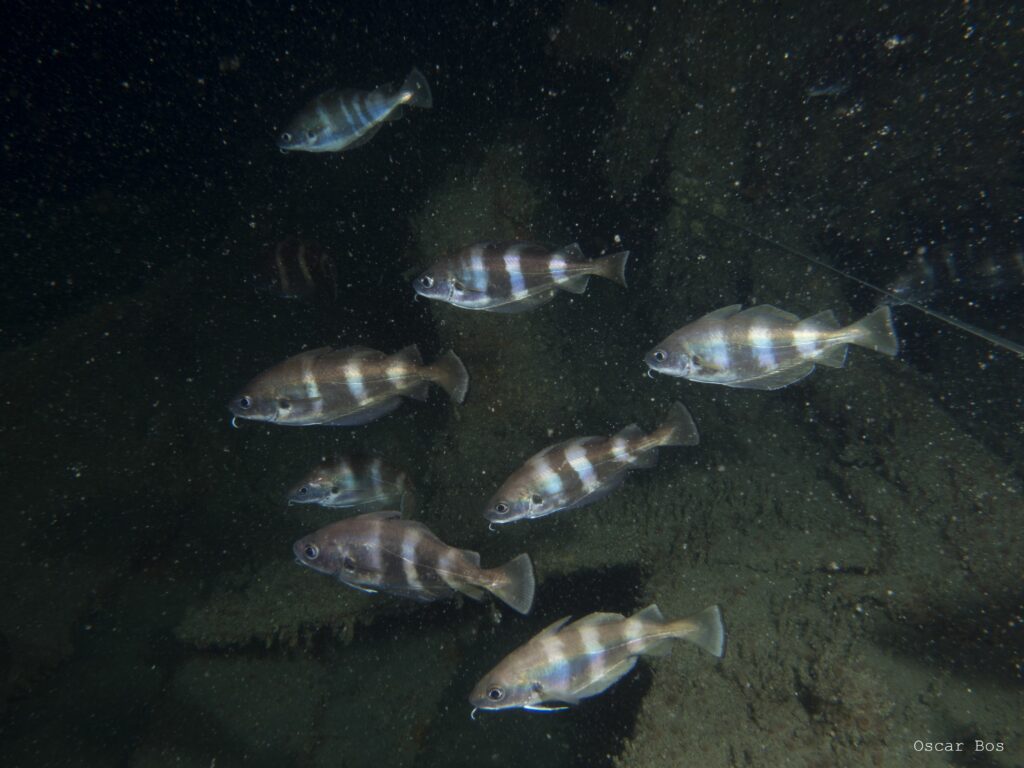 7 or 8 pout swimming in a dark background