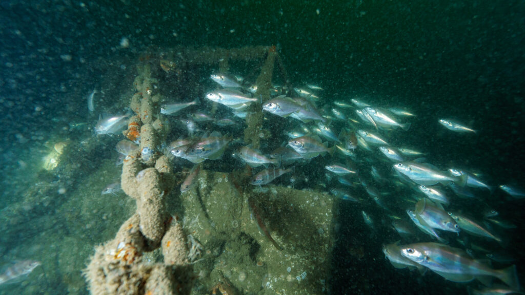 Pout around an artificial reef in the North Sea Offshore Test Site