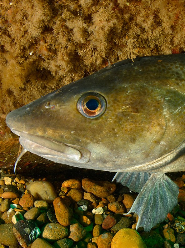 Close up of a cod face with rocks underneath