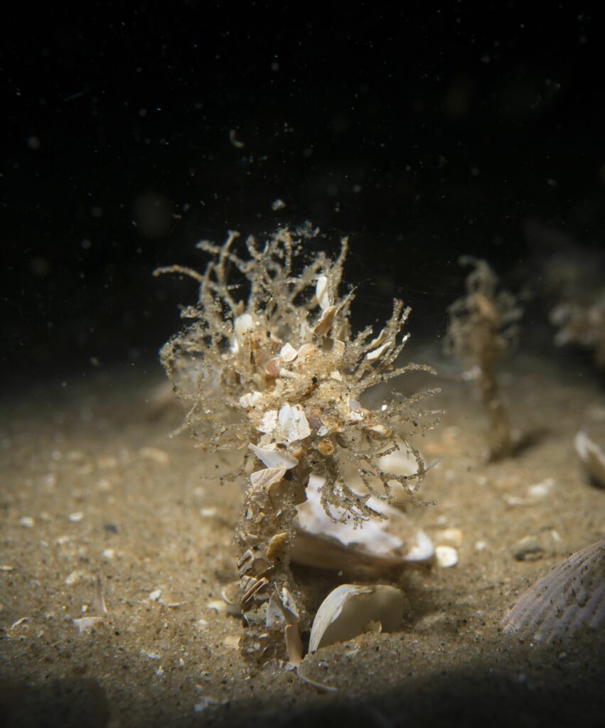Sand mason worm up close
