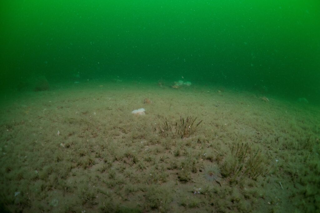 Field of sand mason worm on sandy sea floor with green background