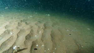 Sandy North Sea seafloor with fish