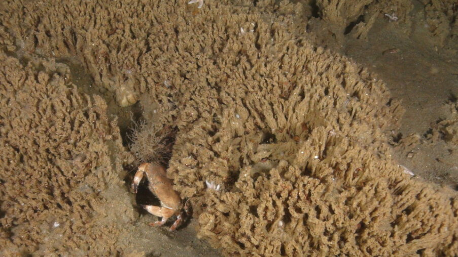 Sabellaria reef with north sea crab hiding in the middle