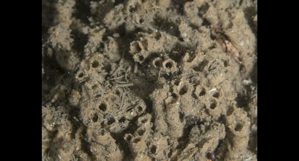 Sabellaria from above with visible tube holes