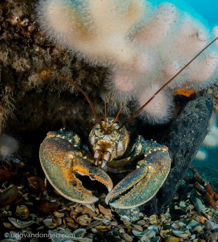 Eurpean lobster hiding under rock with deadmans thumb