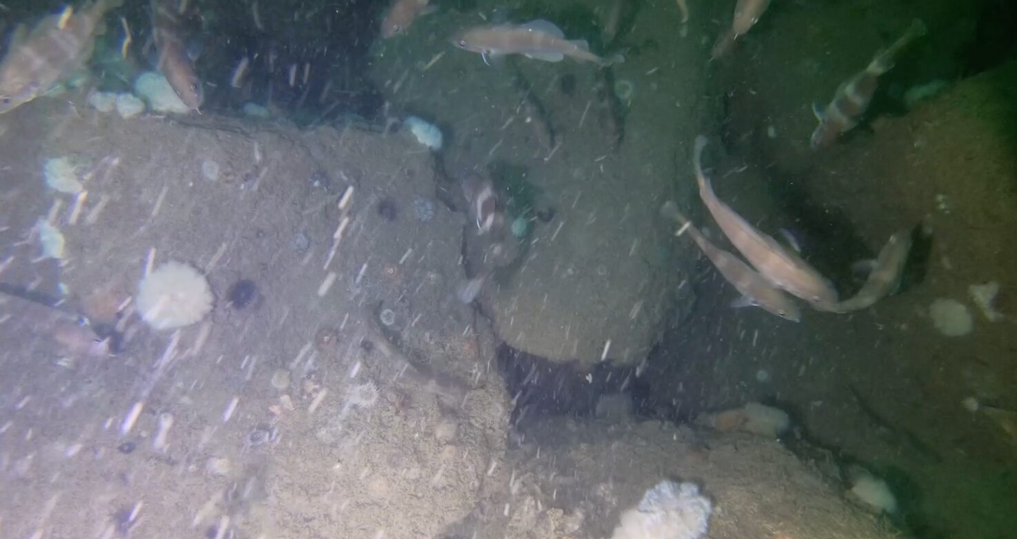 Video of the monitoring of rock reefs and scour protection