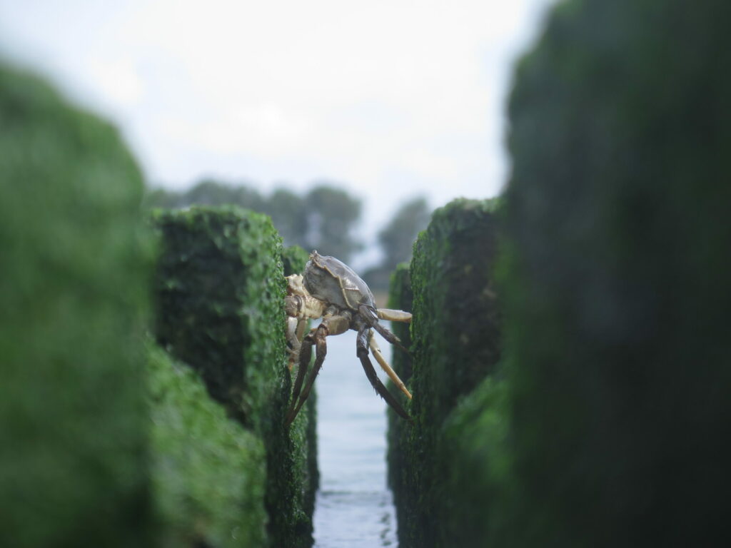 image of a crab on a reefblock in an intertidal zone