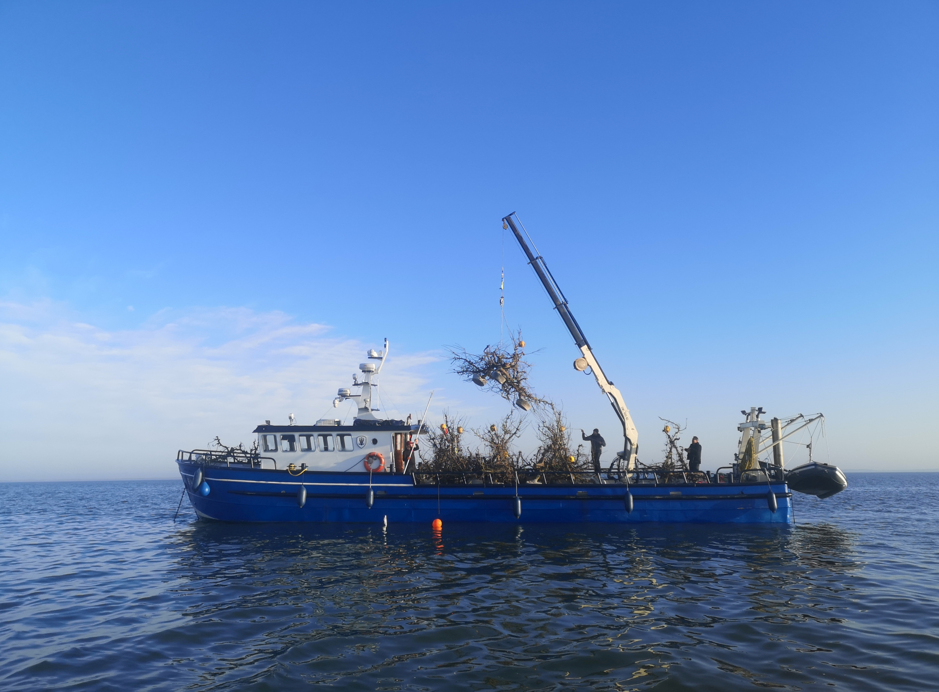 video of the deployment of treereefs 