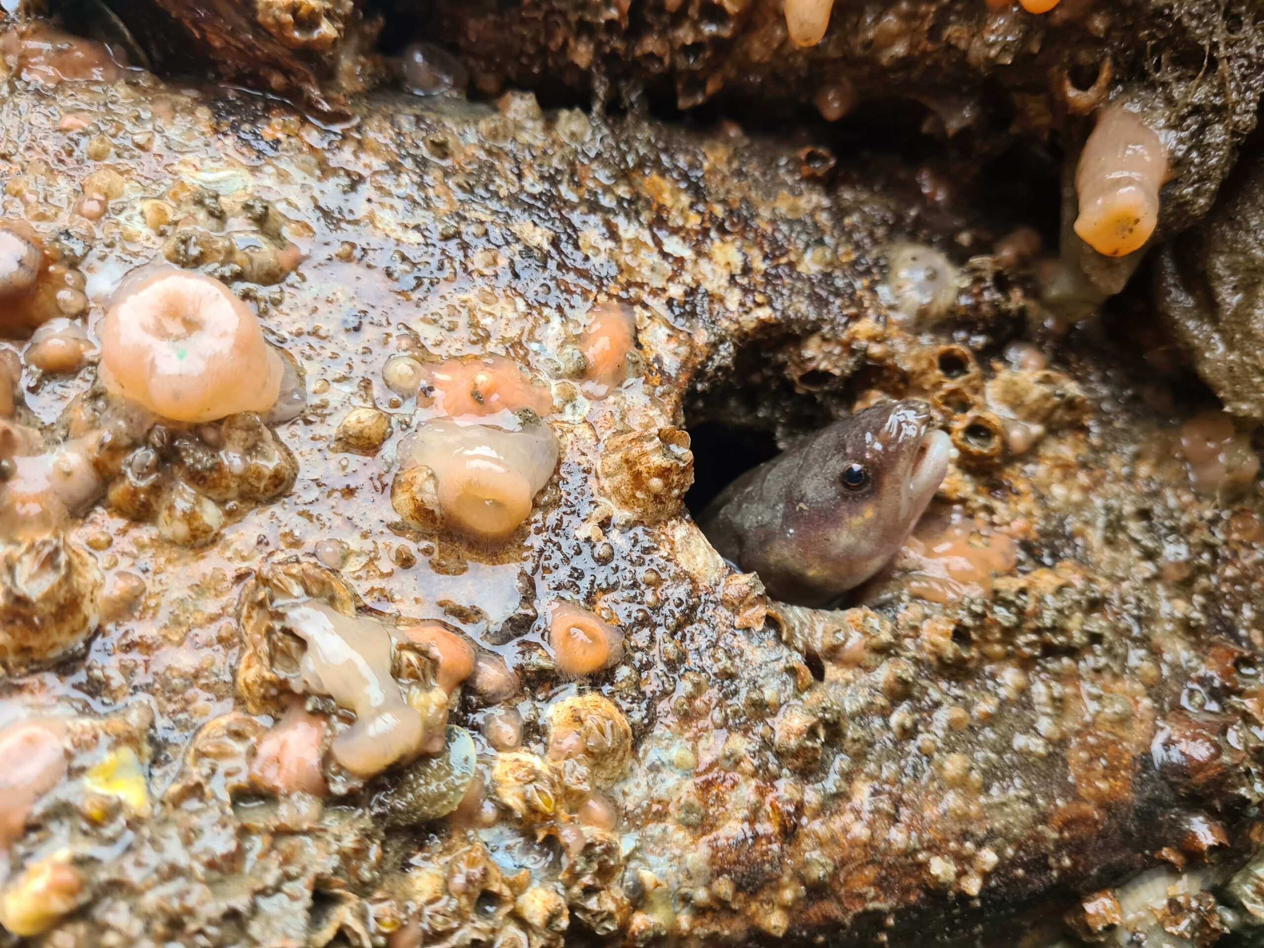 image of an eel in the moses artificial reef