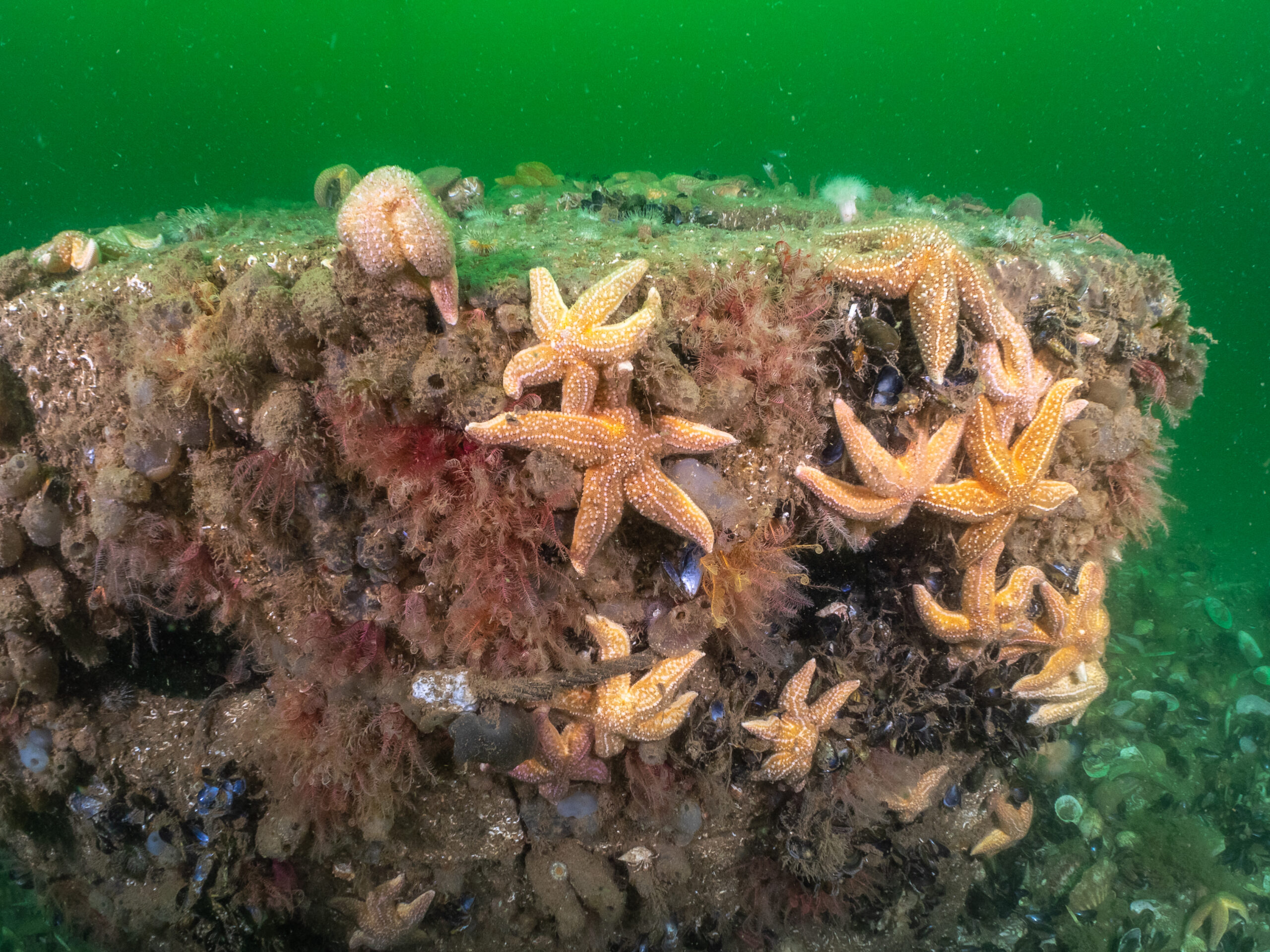 photo of an underwater reef cube full of life